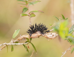 Septobasidium clelandii