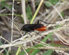 Protichneumon