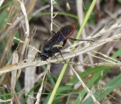 Protichneumon