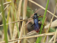 Protichneumon