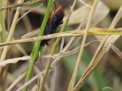 Protichneumon