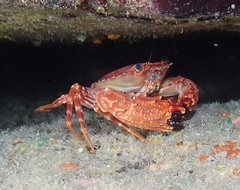 Goniosupradens hawaiensis