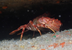Goniosupradens hawaiensis