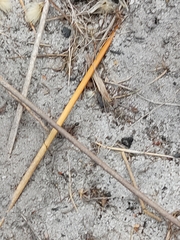 Camponotus consobrinus