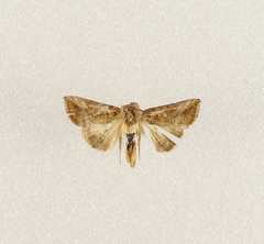 Trichoplusia circumscripta