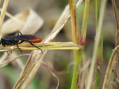 Protichneumon