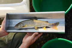 Salmo marmoratus