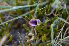 Carmichaelia corrugata