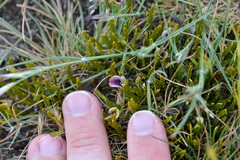 Carmichaelia corrugata