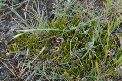 Carmichaelia corrugata