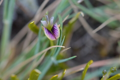 Carmichaelia corrugata