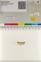 Trichoplusia circumscripta