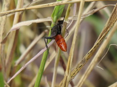 Protichneumon