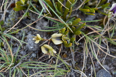 Carmichaelia corrugata