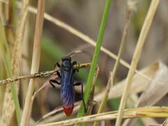 Protichneumon