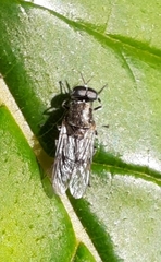 Adoxomyia heminopla