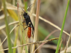 Protichneumon