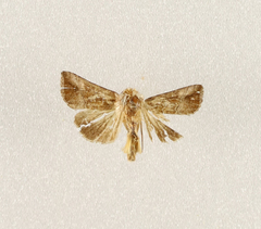 Trichoplusia circumscripta