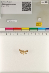 Trichoplusia circumscripta