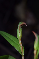 Pterostylis areolata