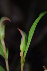 Pterostylis areolata