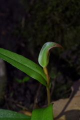 Pterostylis areolata