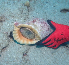 Charonia tritonis