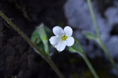 Myosotis lytteltonensis