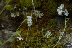 Myosotis lytteltonensis