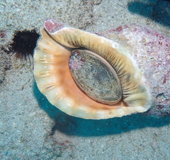 Charonia tritonis