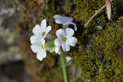 Myosotis lytteltonensis