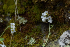 Myosotis lytteltonensis