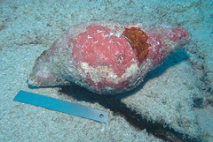 Charonia tritonis