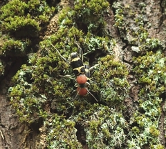 Xylotrechus rufilius