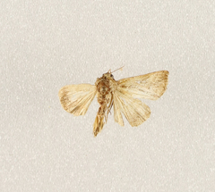 Trichoplusia circumscripta