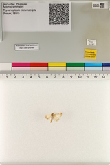 Trichoplusia circumscripta