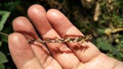 Achyranthes japonica