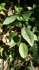 Achyranthes japonica