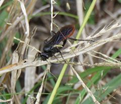 Protichneumon