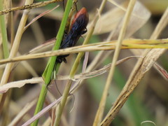 Protichneumon