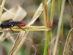 Protichneumon