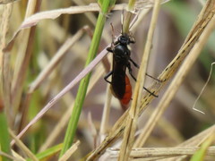 Protichneumon