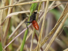 Protichneumon