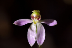 Caladenia variegata