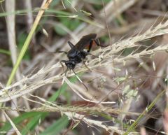 Protichneumon