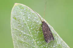 Lecithocera terrigena