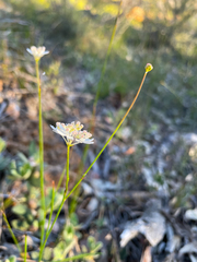 Xanthosia atkinsoniana