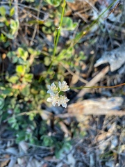 Xanthosia atkinsoniana