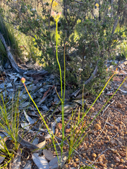 Xanthosia atkinsoniana
