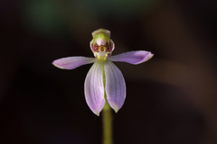 Caladenia variegata